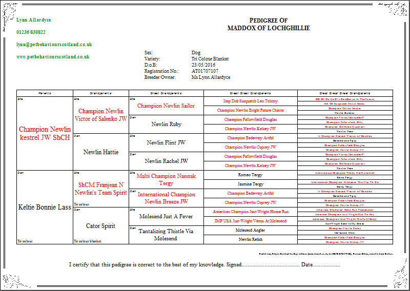 Beagle Puppies Dog Training and Behaviour Lanarkshire Scotland